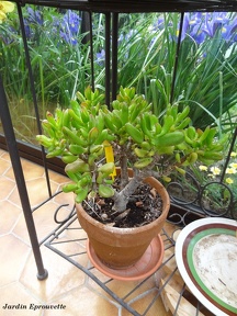 Crassula ovata minor