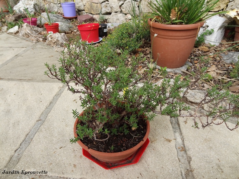 Crassula sarcocaulis