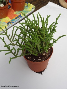 Crassula muscosa