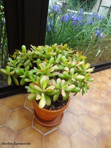 Crassula ovata