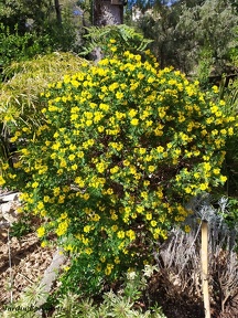 Coronilla emerus