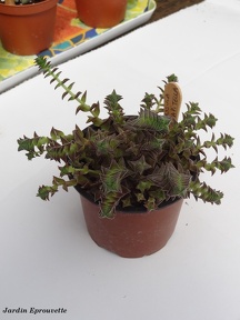 Crassula capitella