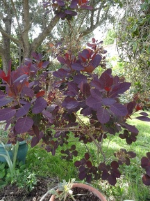 Cotinus coggygria
