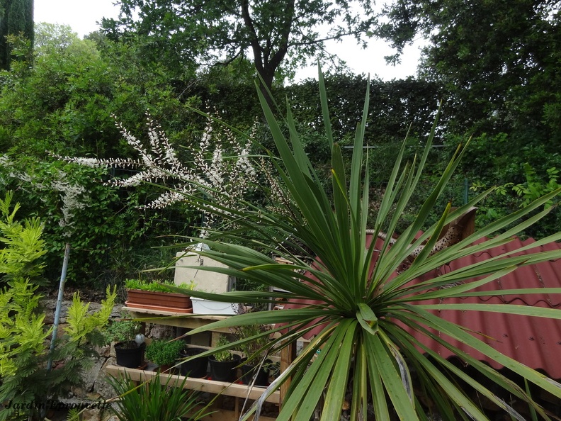 Cordyline Australis