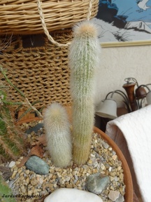 Cleistocactus strausii