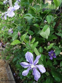 Clematis integrifolia