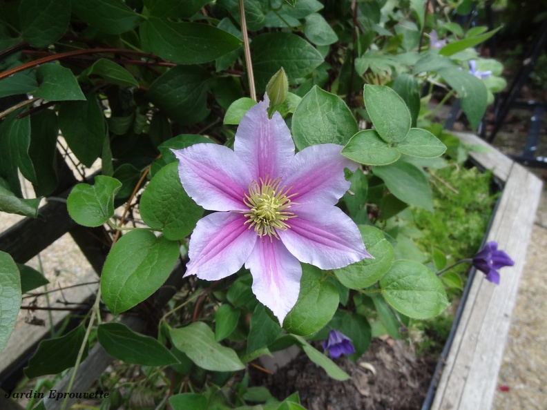 Clematis early