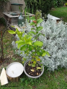 Citrus limon