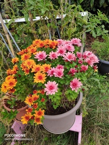 Chrysanthemum rose orange