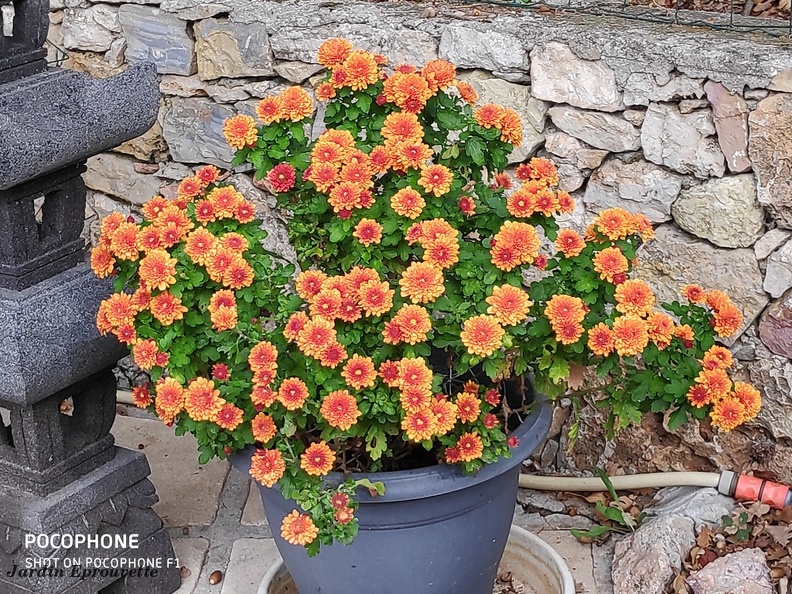 Chrysanthemum orange