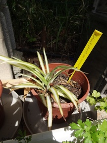 Chlorophytum comosum