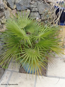 Chamaerops humilis