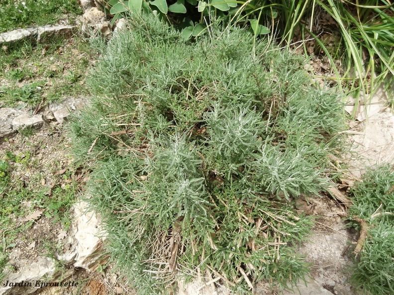 Santolina Chamaecyparissus