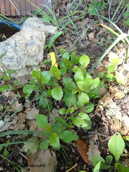ceratostigmawillmottianum.jpg