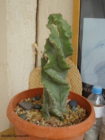 Cereus forbesii spiralis