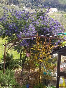Ceanothus arboreus Concha