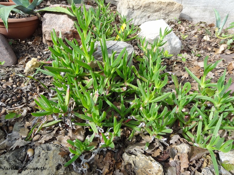 Carpobrotus edulis