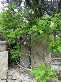 Campsis radicans