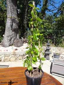 Bougainvillea spectroglabra