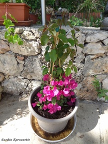 Bougainvillea rouge