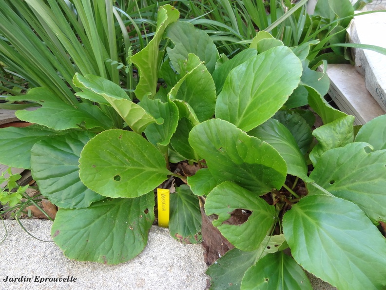 Bergenia
