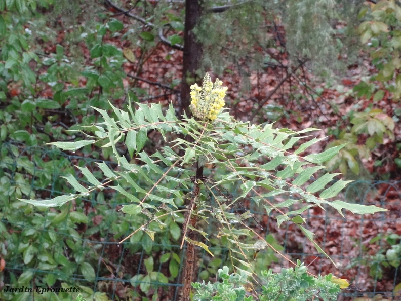 Berberis hortensis