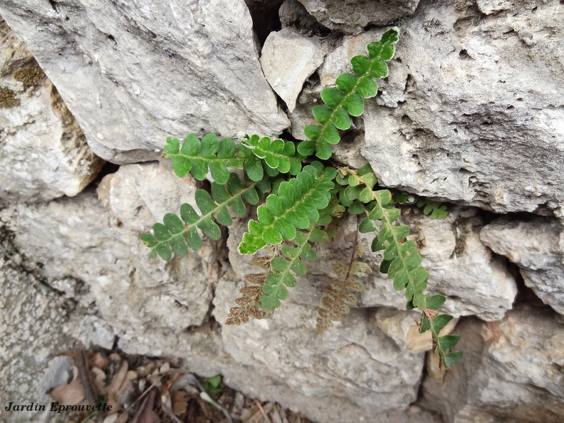 Asplenium officinarum
