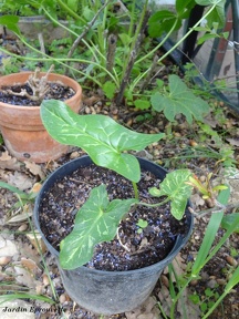 Arum Italicum