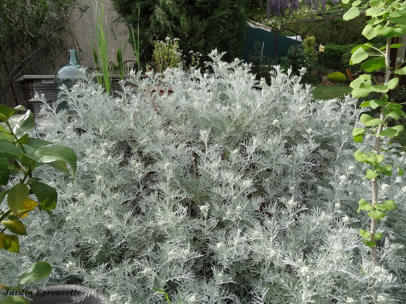 Artemisia Powis Castle