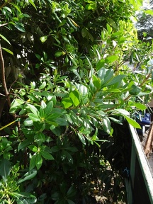 Arbutus unedo