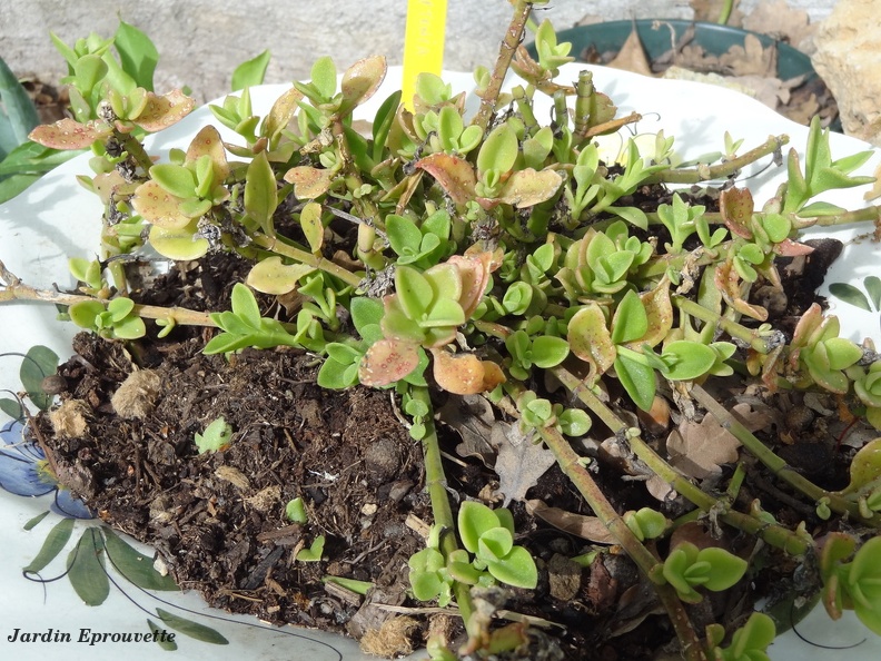 Aptenia cordifolia
