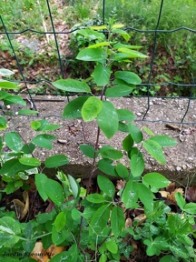 Amelanchier de Lamark