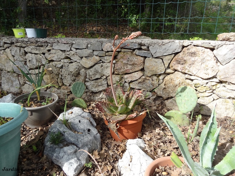 Aloe maculata