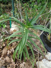 Aloe arborescens