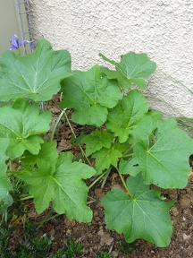 Alcea rosa
