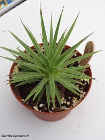 Agave mana
