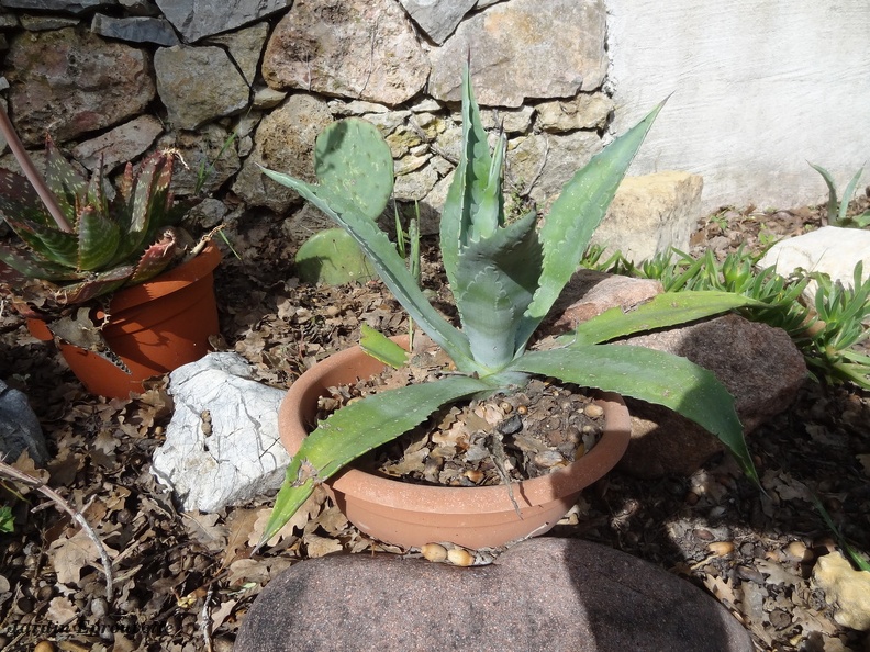 Agave americana