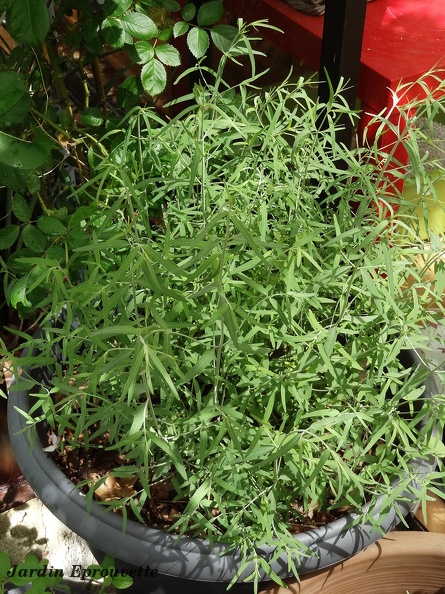 agastacherupestris.jpg
