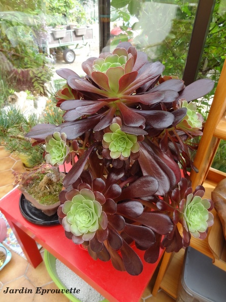 aeonium.jpg