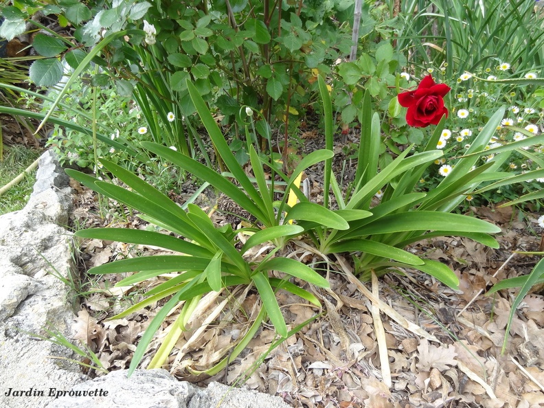 Agapanthus praecox