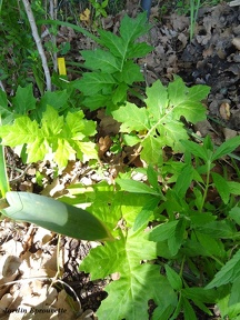Acanthus mollis