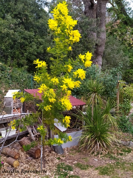 acaciadealbata.jpg