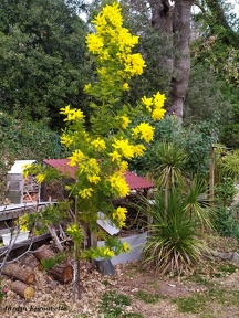 Acacia dealbata
