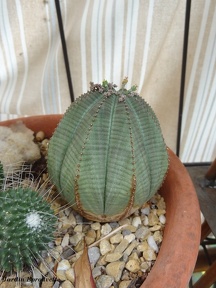 Euphorbia obesa