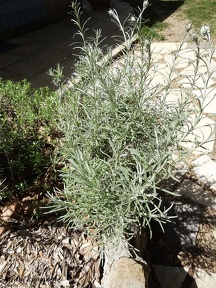 Helichrysum italicum curry