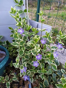 Vinca major