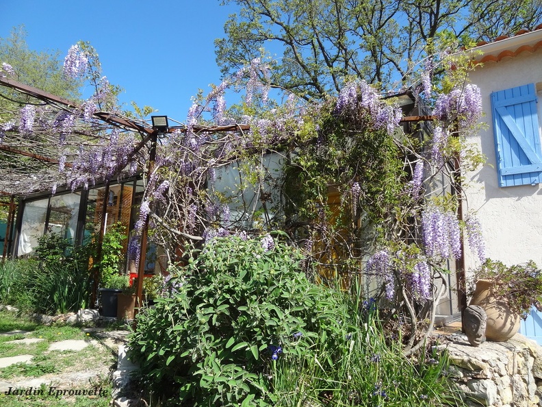 Glycine