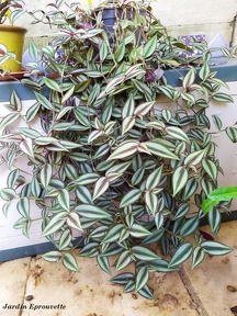 Tradescantia zebrina