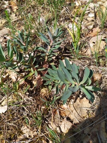 Euphorbia nicaeensis