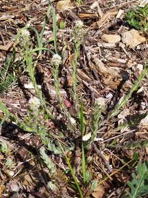 Lepidium hirtum